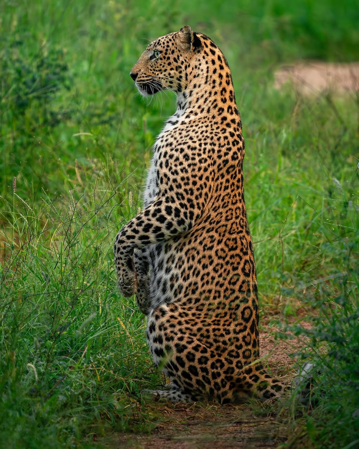 Jawai Leopard in Grass