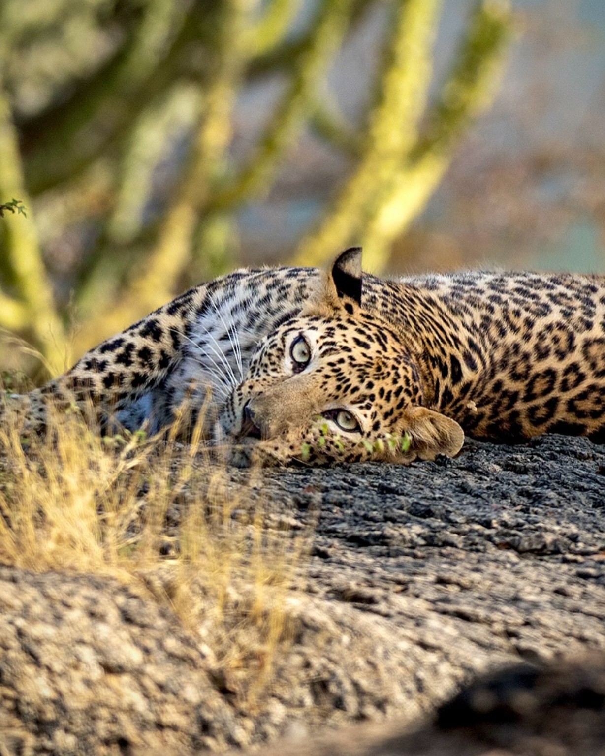 Jawai Leopard Resting