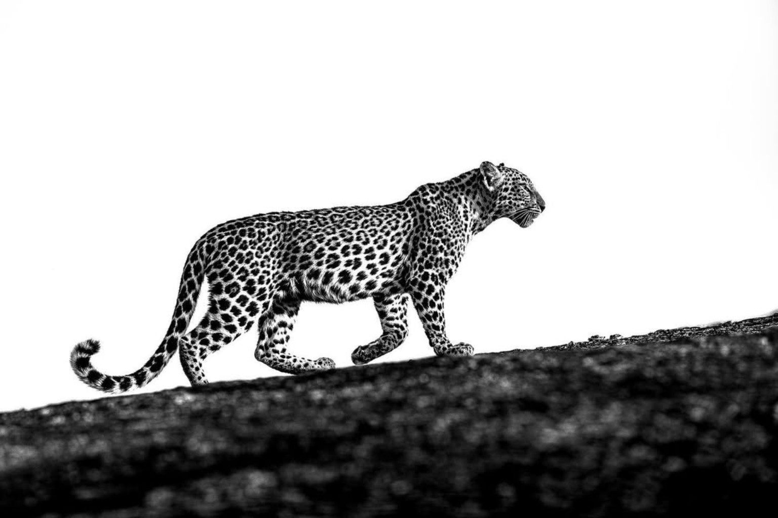 Jawai Leopard Walking