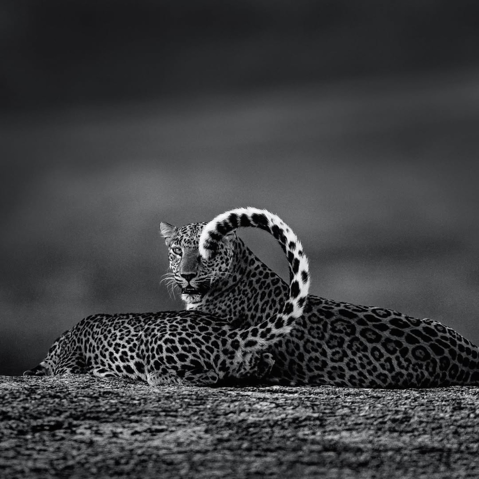 Jawai Leopards