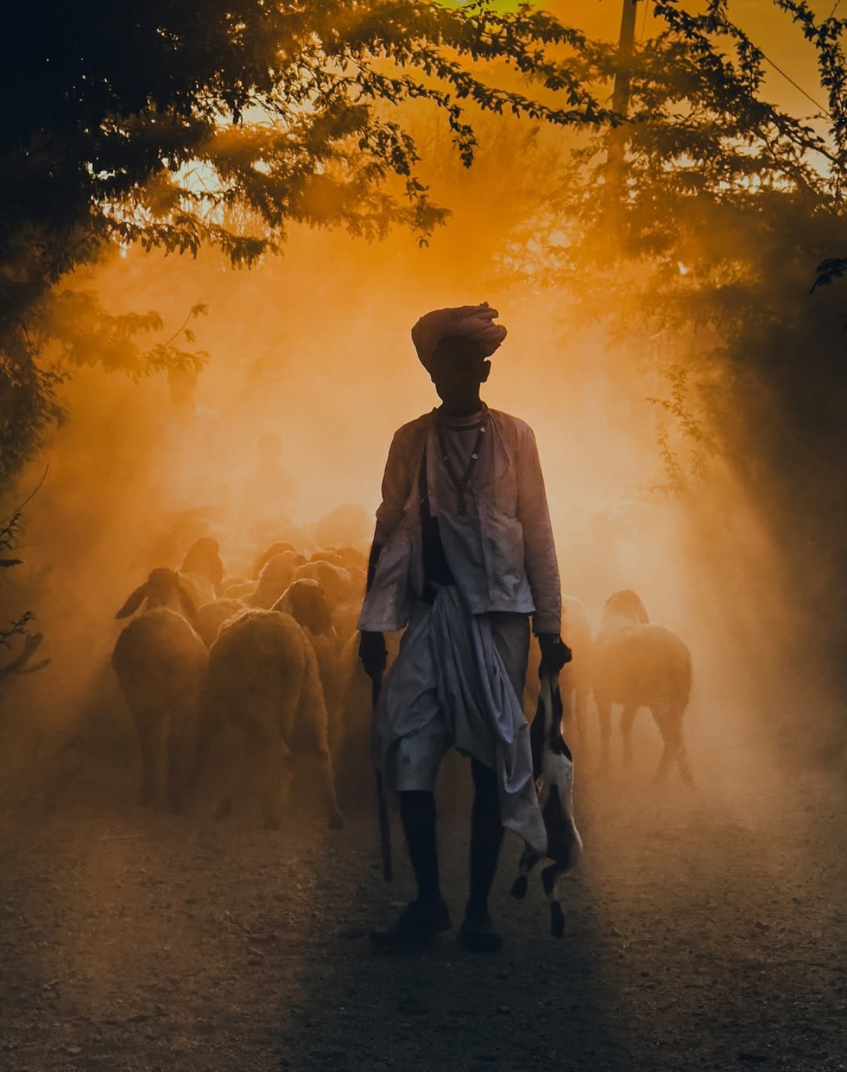 Jawai Shepherd at Sunset