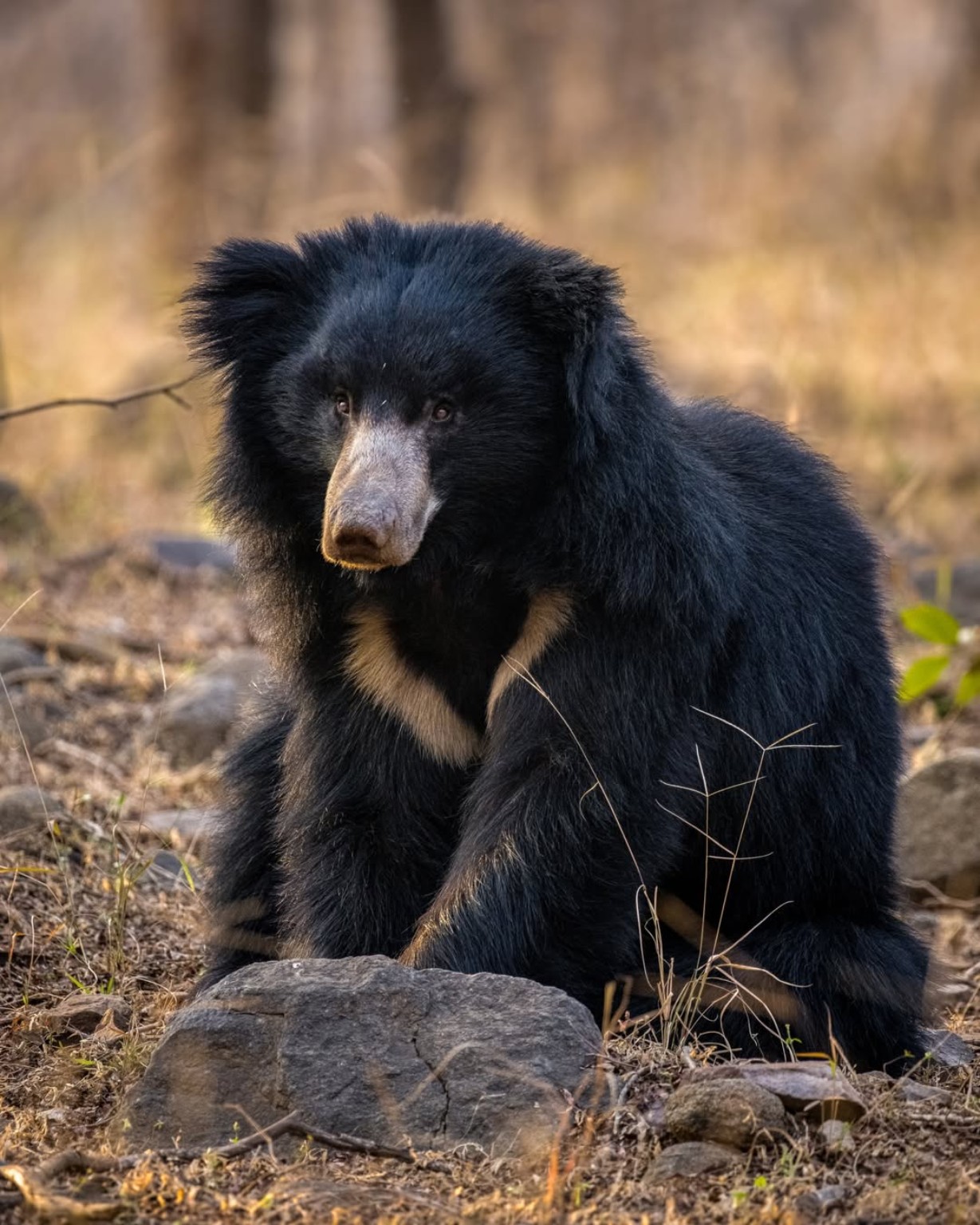 Jawai Sloth Bear