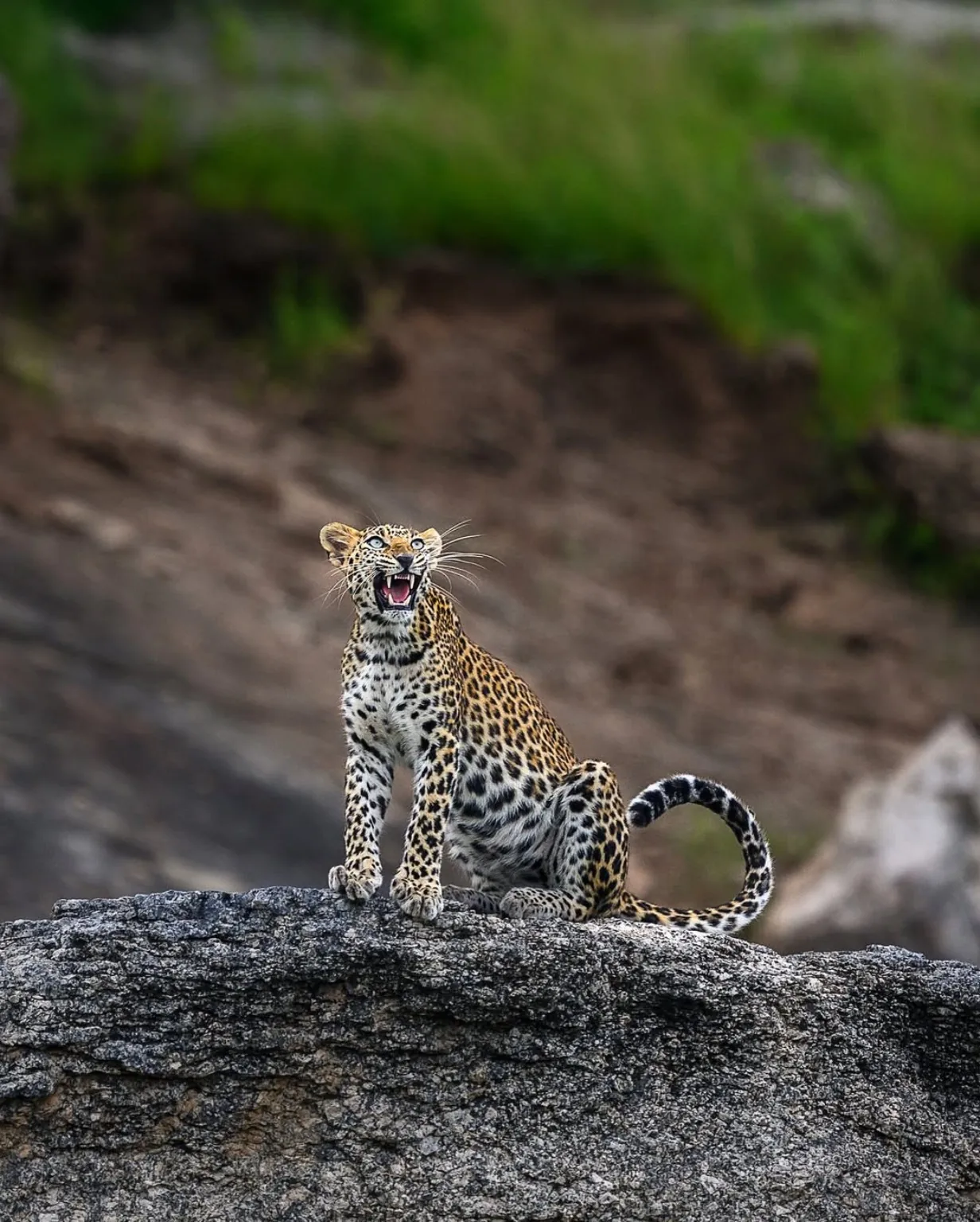 Leopard in Jawai