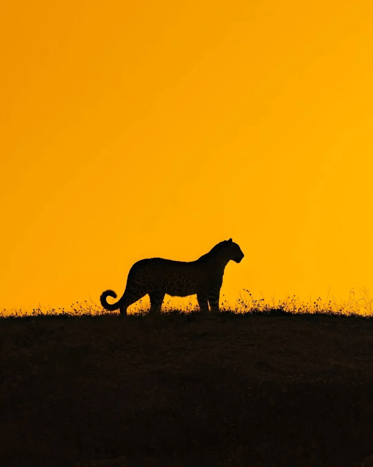 Jawai leopard