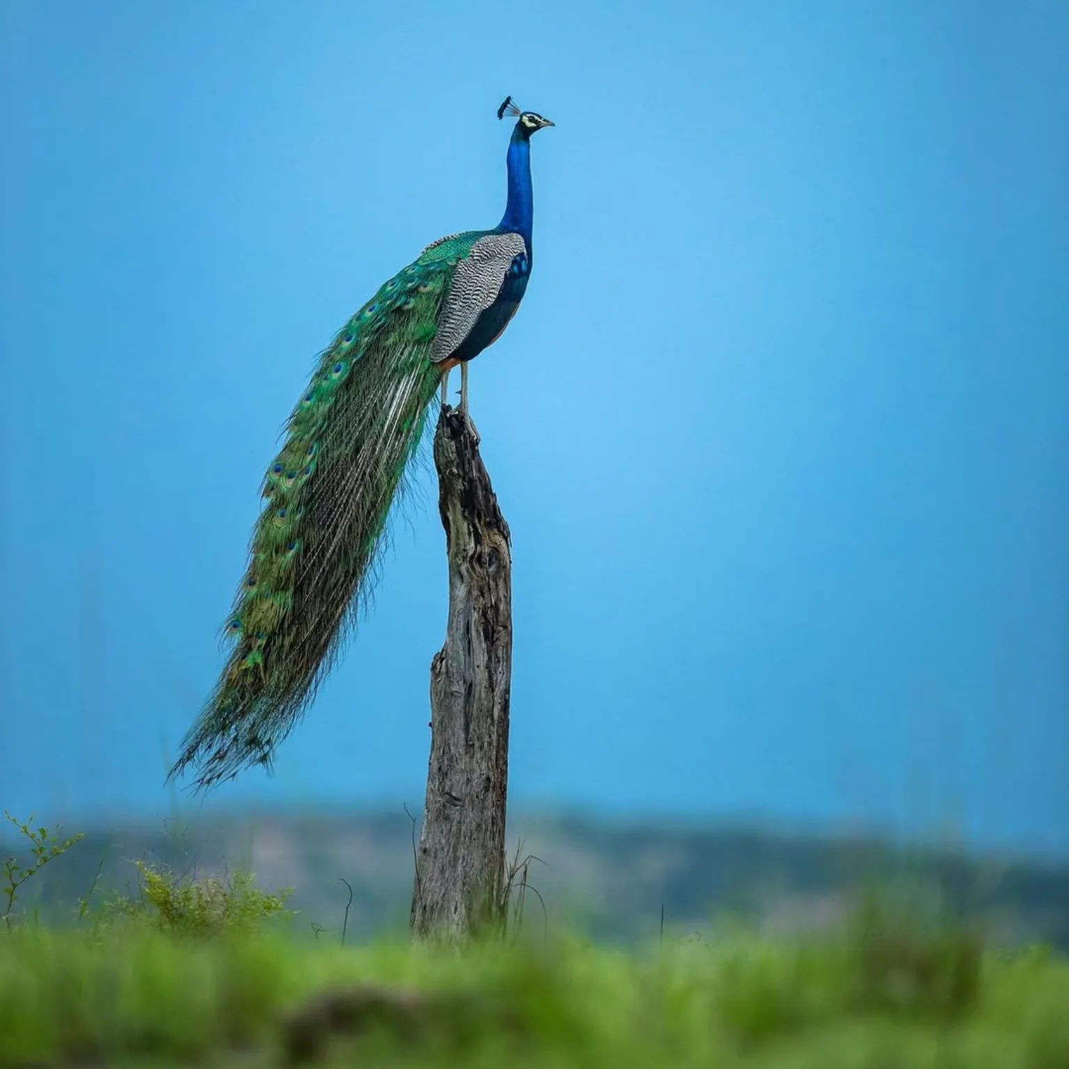 Peacock in Jawai